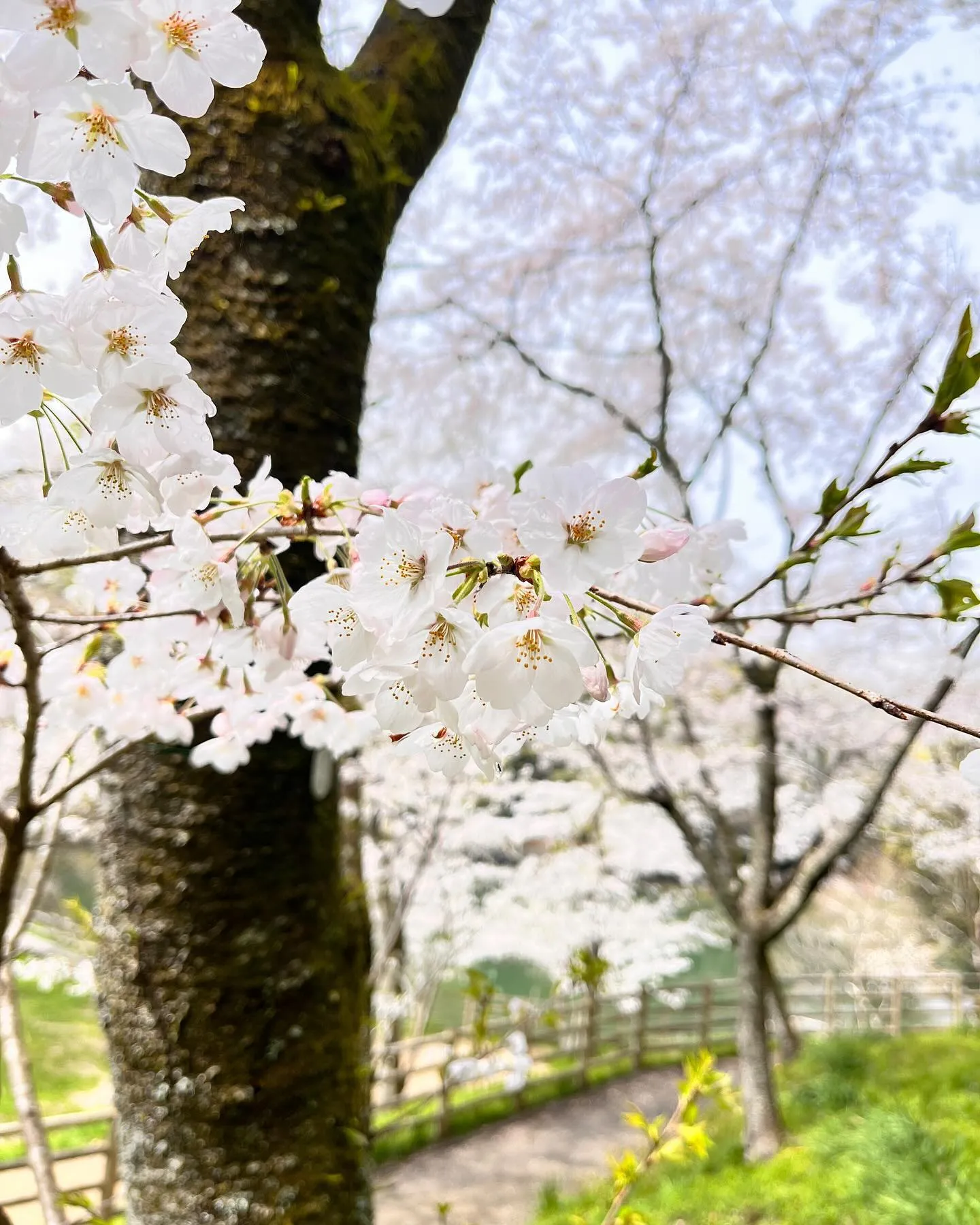 今年は土日と桜の満開がドンピシャの年となりました。