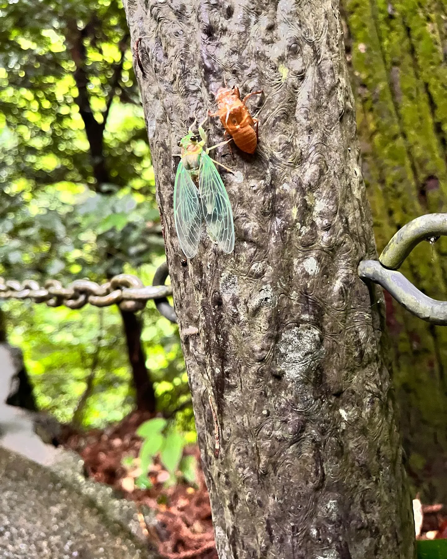 鹿児島に呼ばれた様な気がしたので